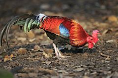 Red Junglefowl